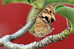 Junonia orithya wallacei