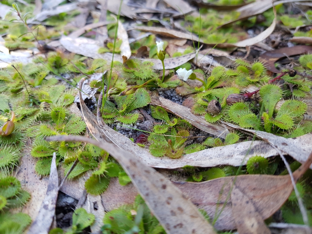 Drosera aberrans, Casey - Cranbourne, AU-VI, AU