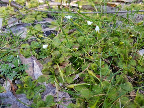 Drosera aberrans