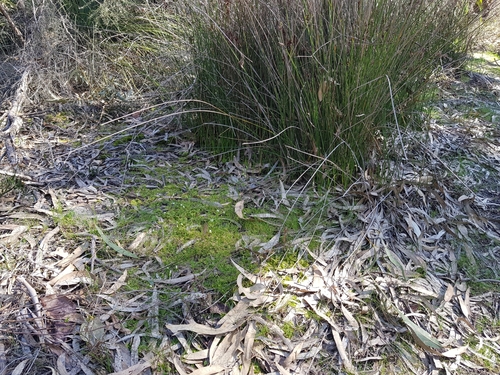 Drosera aberrans