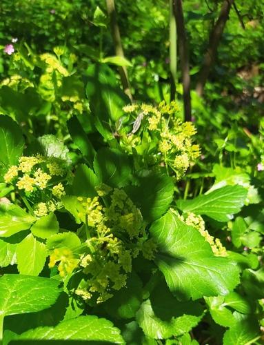 Alexanders