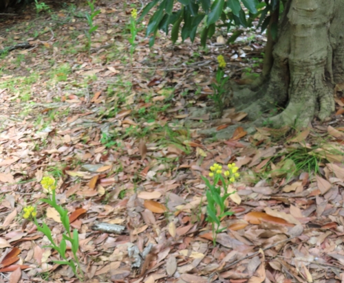 Image of Golden Orchid (Cephalanthera falcata) by (c) mami_t_t, some rights reserved (CC BY)