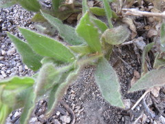 Silene parishii