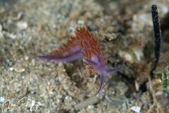 Flabellina