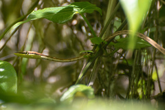 Oxybelis potosiensis