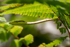 Oxybelis potosiensis