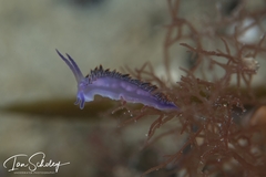 Flabellina