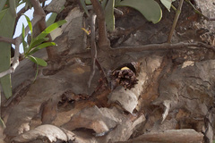 Ogyris abrota