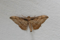 Hyposidra infixaria
