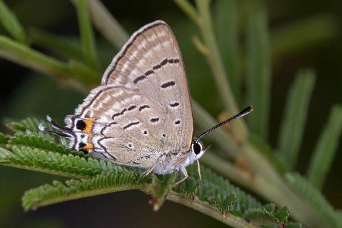 Stencilled Hairstreak