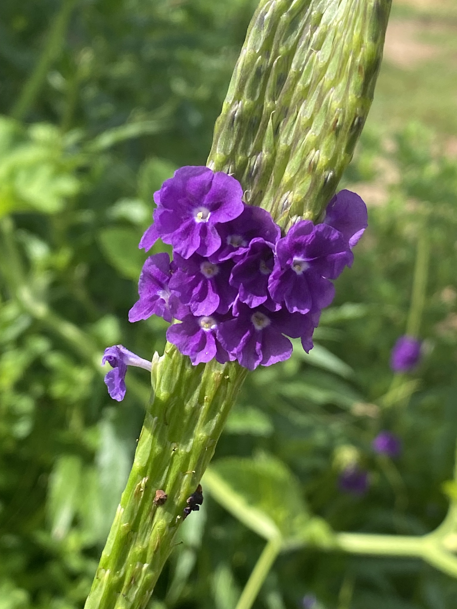 Stachytarpheta jamaicensis