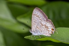Catopyrops florinda