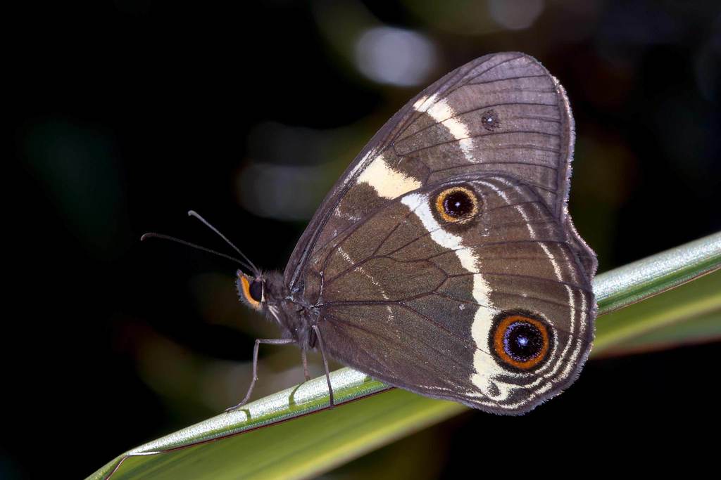 Swordgrass Brown
