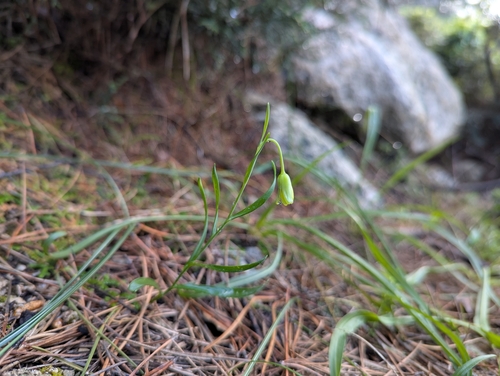 Rhodian Fritillary (Fritillaria rhodia)
