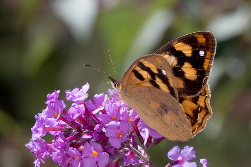 Solander's Brown