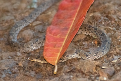 Stenorrhina degenhardtii