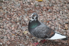Columba livia