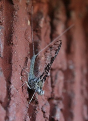 Callibaetis ferrugineus hageni