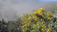 Adesmia confusa