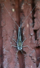 Callibaetis ferrugineus hageni