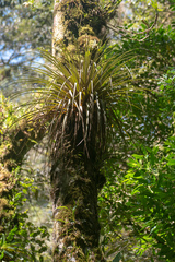 Tillandsia longifolia image