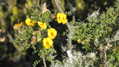 Adesmia confusa