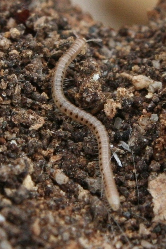 Blaniulidae