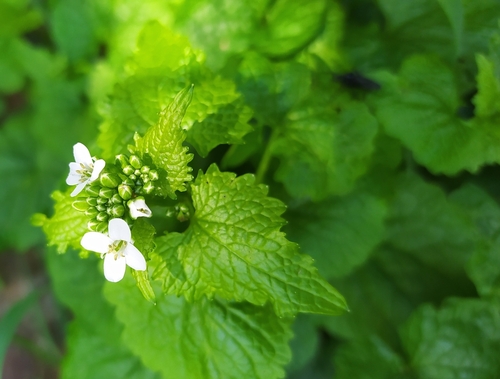 garlic mustard