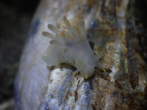 Humped Ancula Sea Slug