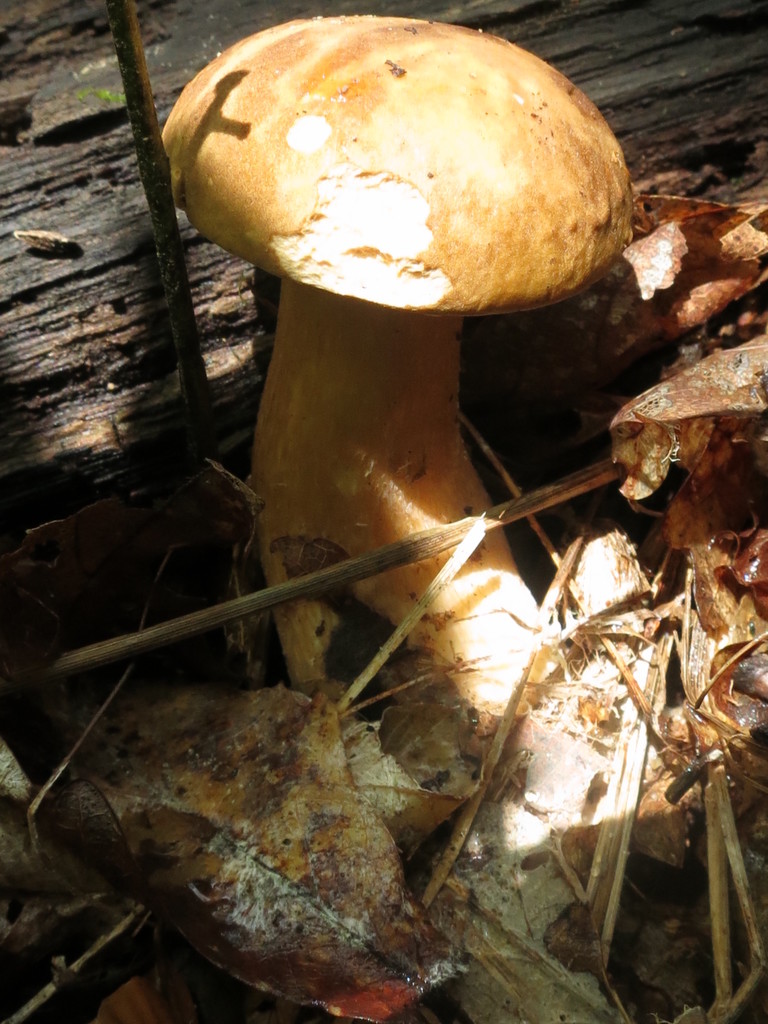 Boletus reticulatus · August 2019 · photo: © repta (iNaturalist, cc-by)