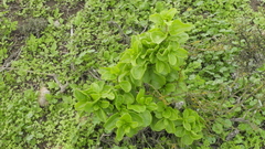 Anisomeria littoralis