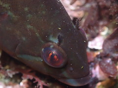 Hexagrammos lagocephalus