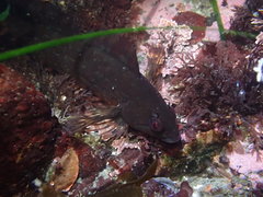 Hexagrammos lagocephalus