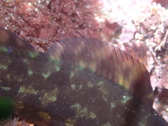 Hexagrammos lagocephalus