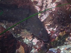 Hexagrammos lagocephalus