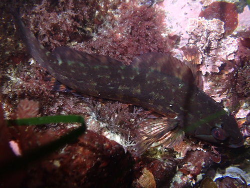 Rock Greenling