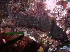 Hexagrammos lagocephalus