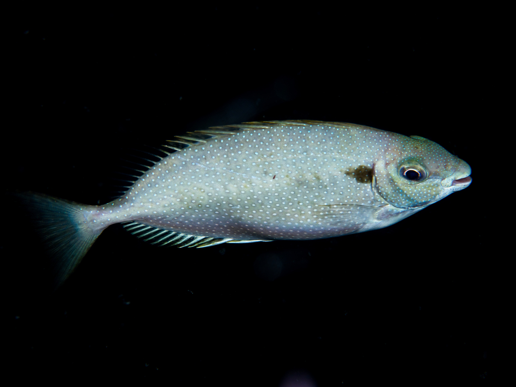White-spotted spinefoot
