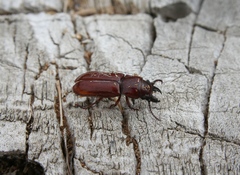 Neandra marginicollis