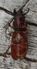 Neandra marginicollis