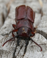 Neandra marginicollis