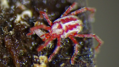 Sidewalk Mites
