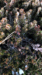Cyathodes straminea