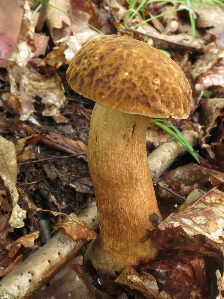 Boletus reticulatus · August 2019 · photo: © repta (iNaturalist, cc-by)