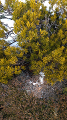 Orites acicularis