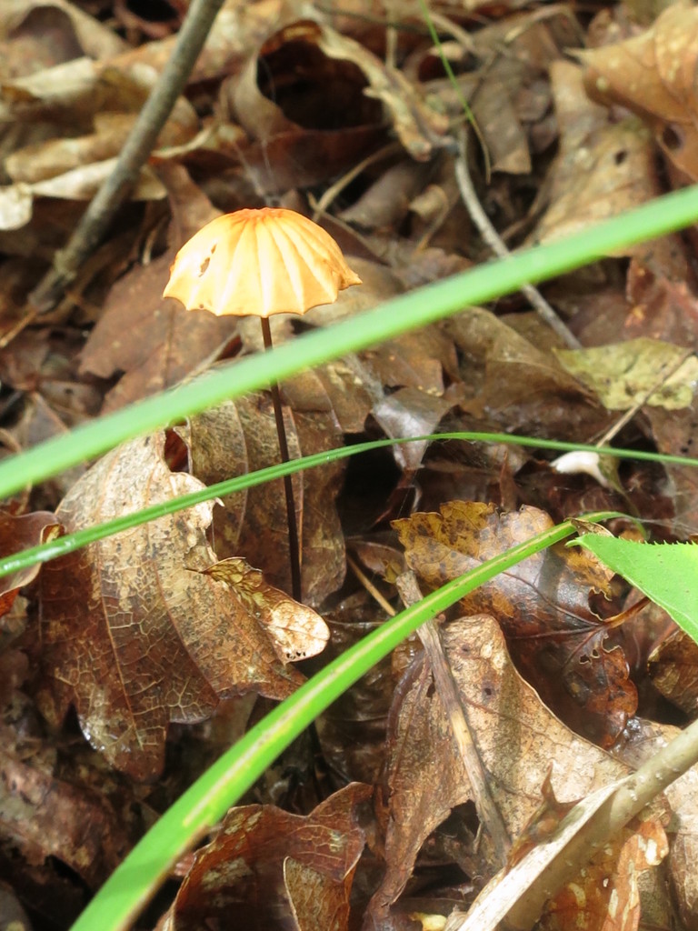 Marasmius siccus