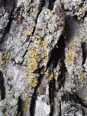 Lepiseodina conspicua