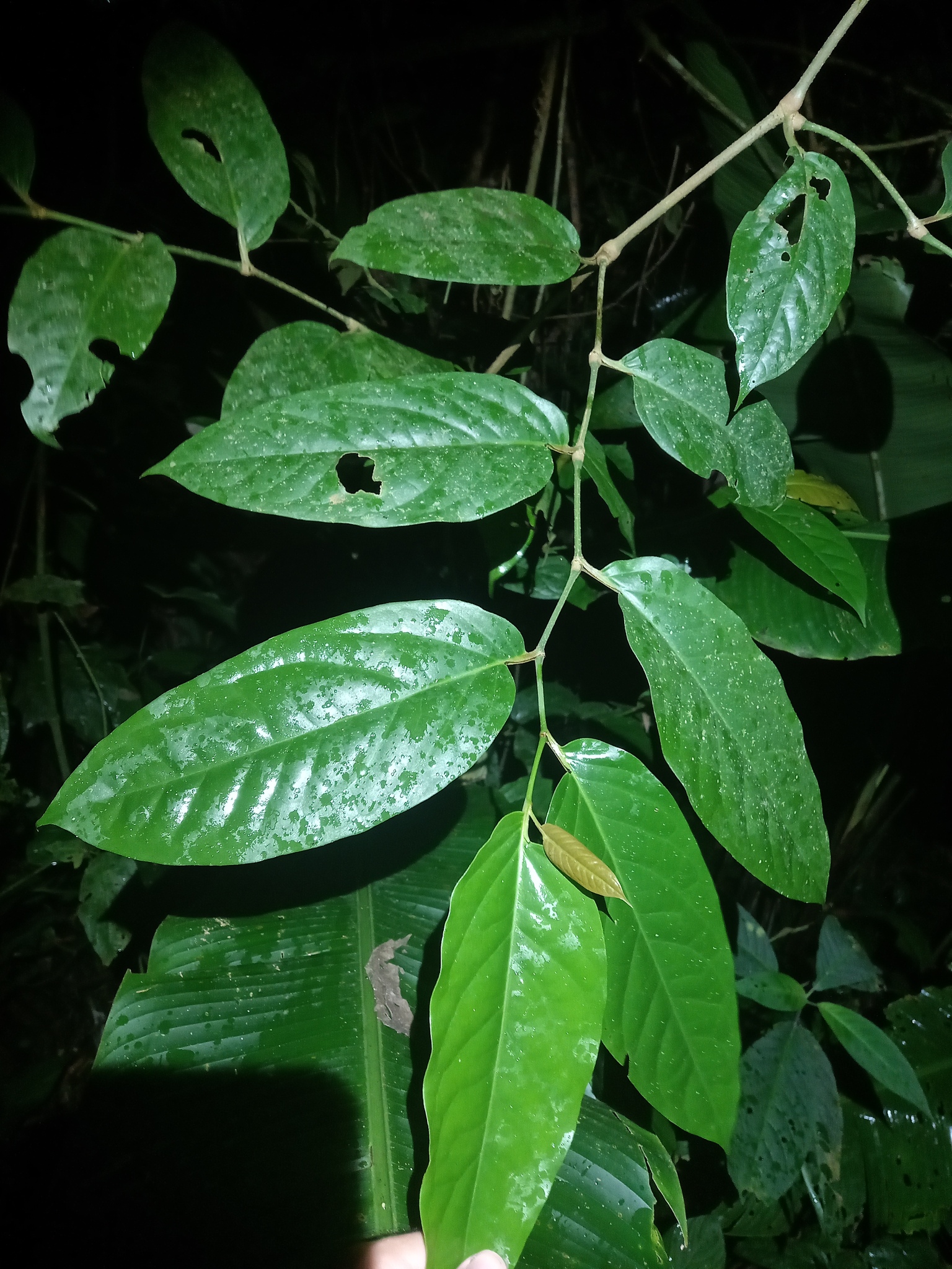 Imagem de Pimenta-de-macaco