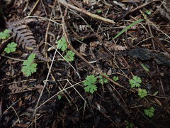 Hydrocotyle dissecta