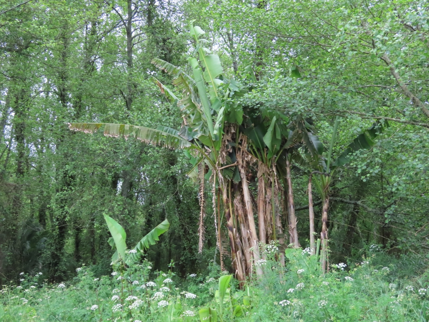 Imagem de Bananeira-japonesa